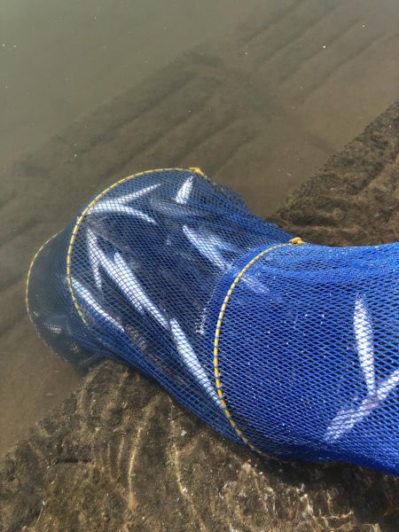 宇曽川コアユ早朝２時間で180匹