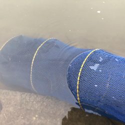 宇曽川濁流で釣果落ちてます