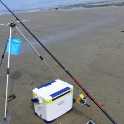 晴れ間のキス釣り　ピンギスばかり