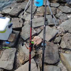 真夏のキス釣り　ミニチャリコに降参