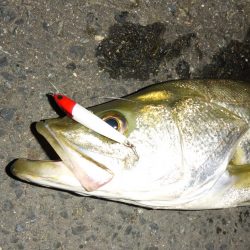 満潮時の浅場での攻め