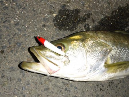 満潮時の浅場での攻め