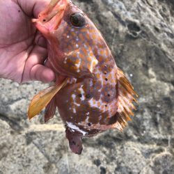 2022 佐渡ヶ島 ライトゲーム