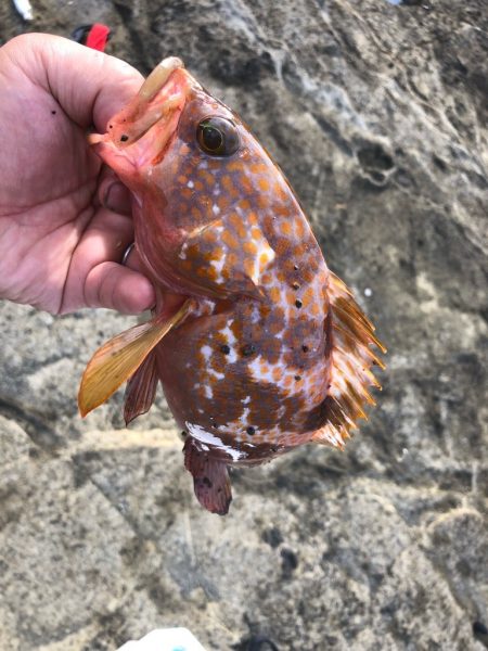 2022 佐渡ヶ島 ライトゲーム