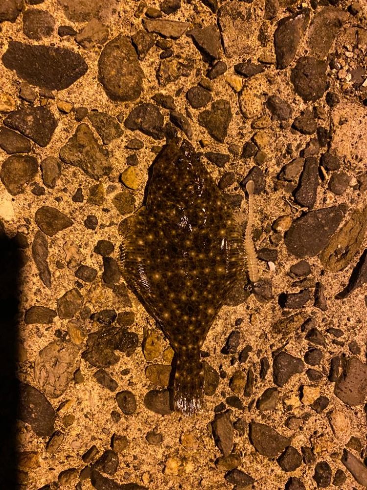 日本海側へアジング