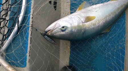 ジグパラでジギング！