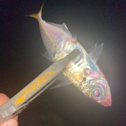 華弍S68FL鱗付け