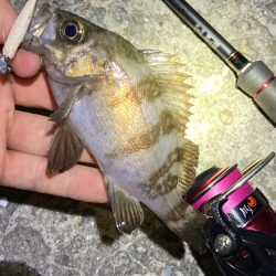 梅雨の戻りメバリング