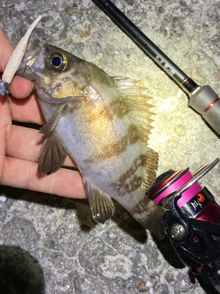 梅雨の戻りメバリング