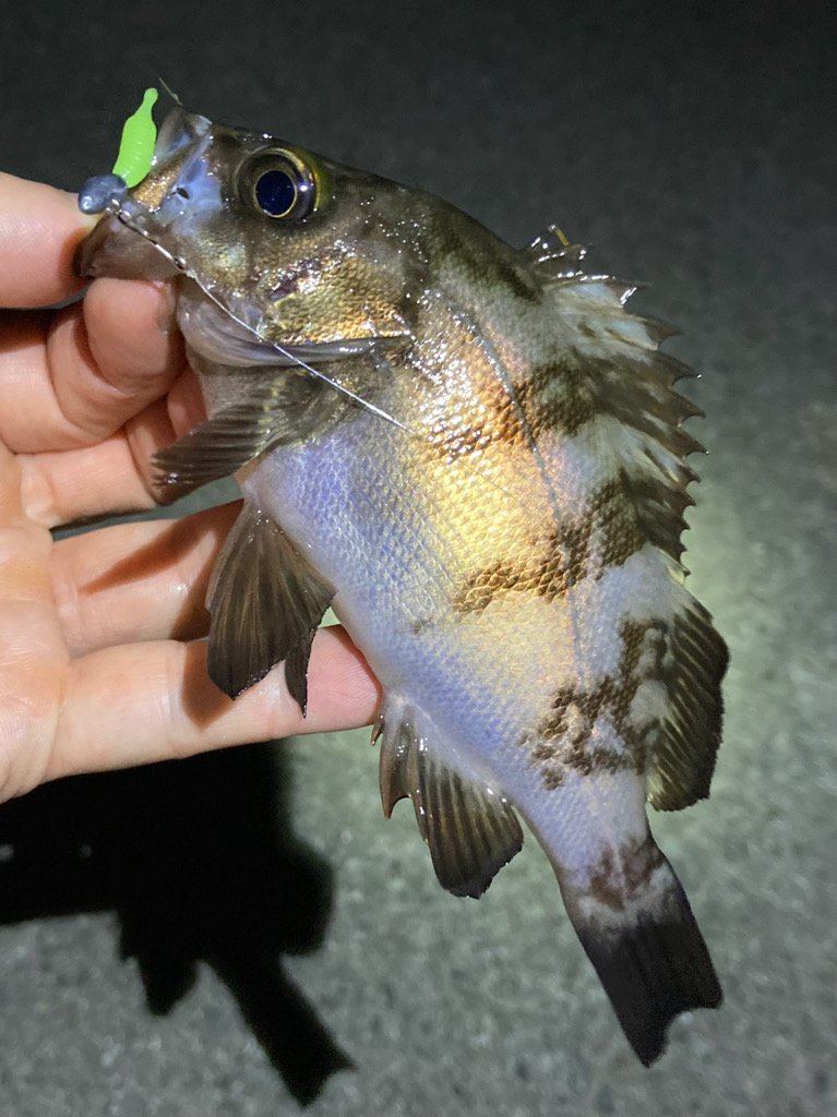 梅雨明けメバリング