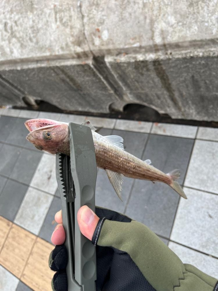 久々のジグサビキ