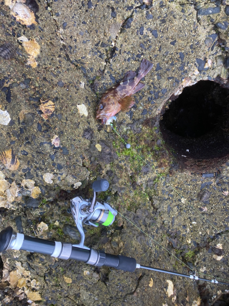 穴釣り/チヌヘチ釣り