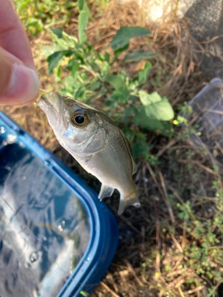 高浜でママカリ