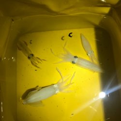 【ベイカ探し】岡山遠征