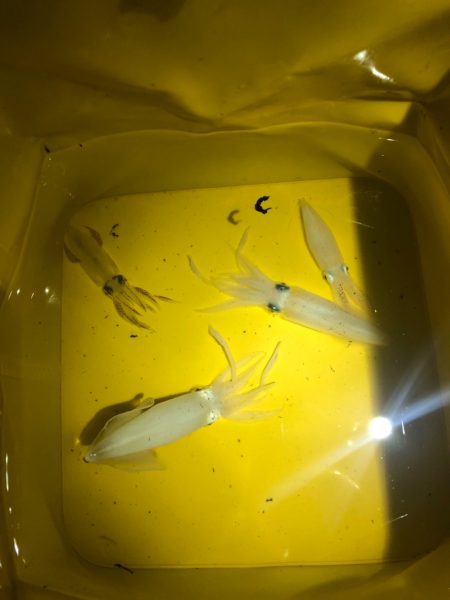 【ベイカ探し】岡山遠征