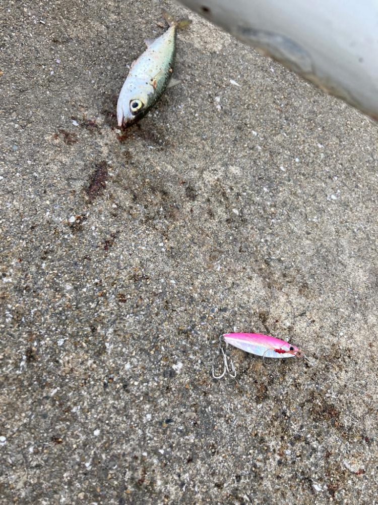 雨上がり大阪湾奥。中鯖1匹。小鯖∞