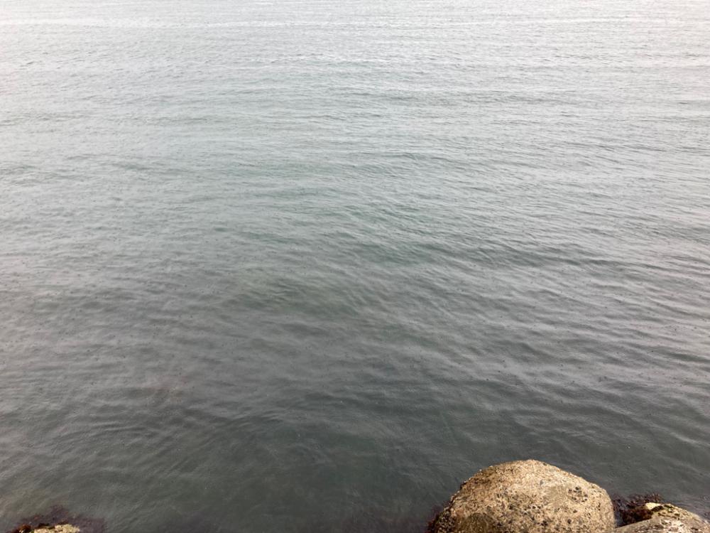 雷雨後の小チヌ！