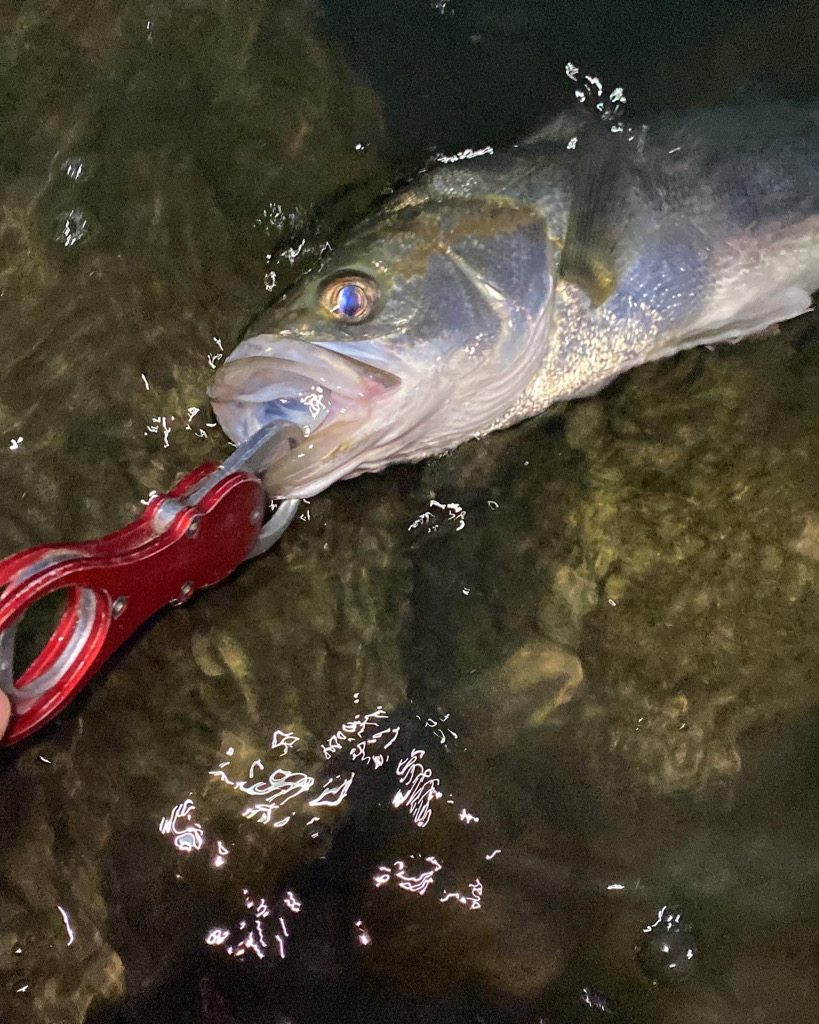 リバーシーバス