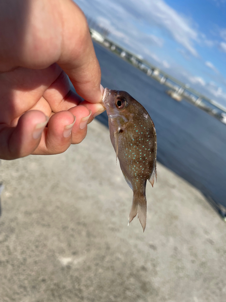 キスとシーバス