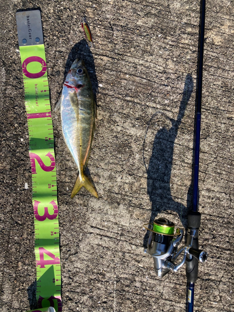 やっぱりアジは若潮がいい