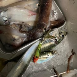 境港イカメタル リベンジ！