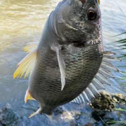 アイボリー淀川チニング