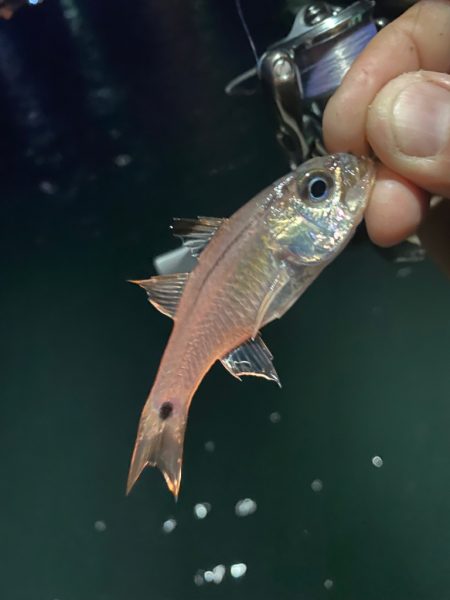 シャローフリークをぶん投げに