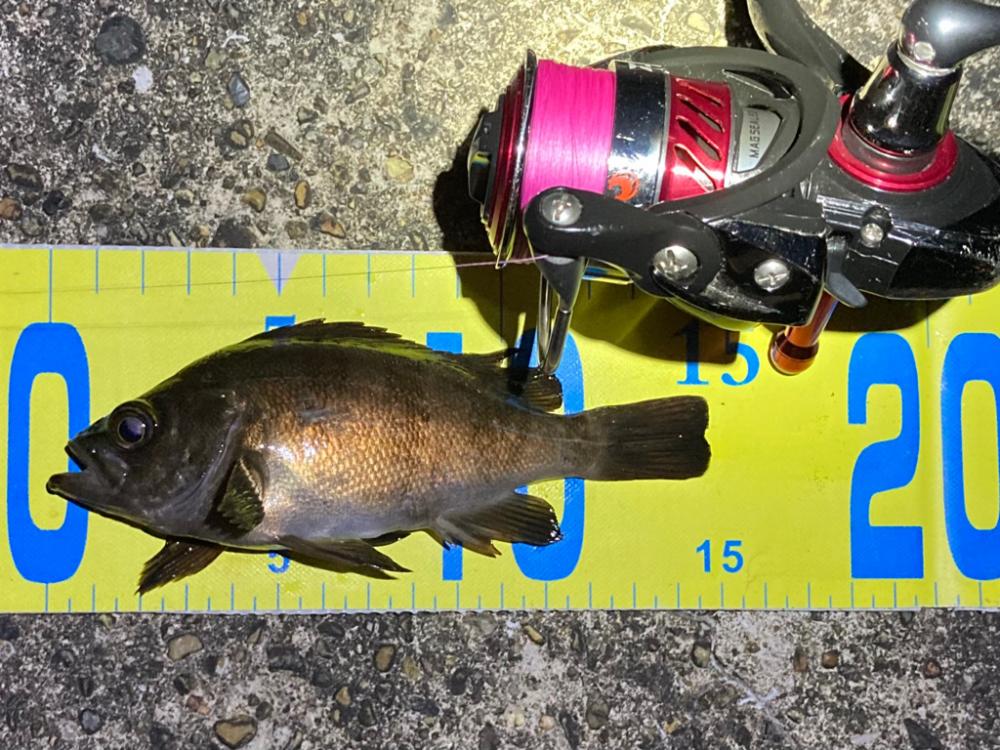 まだまだ狙える梅雨明けのメバル