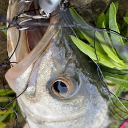 リバーシーバス