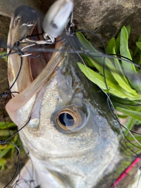 リバーシーバス