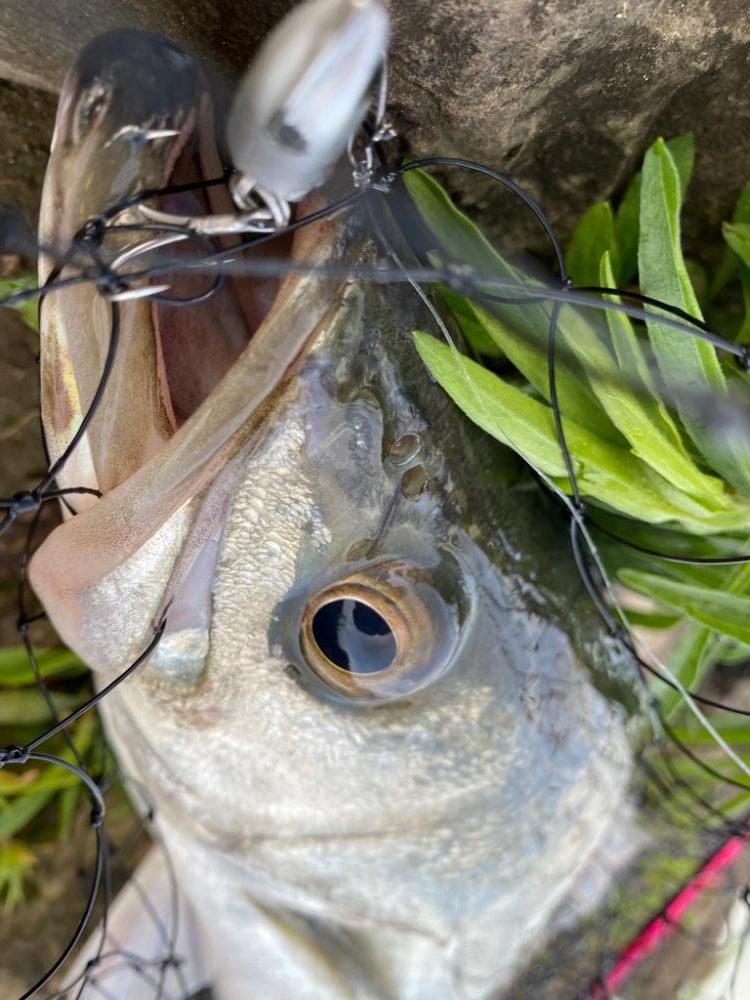 リバーシーバス