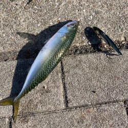 中潮入り。鯖は回遊。。