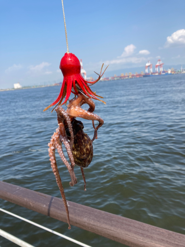 久々に湾奥蛸散歩。新子6杯。。