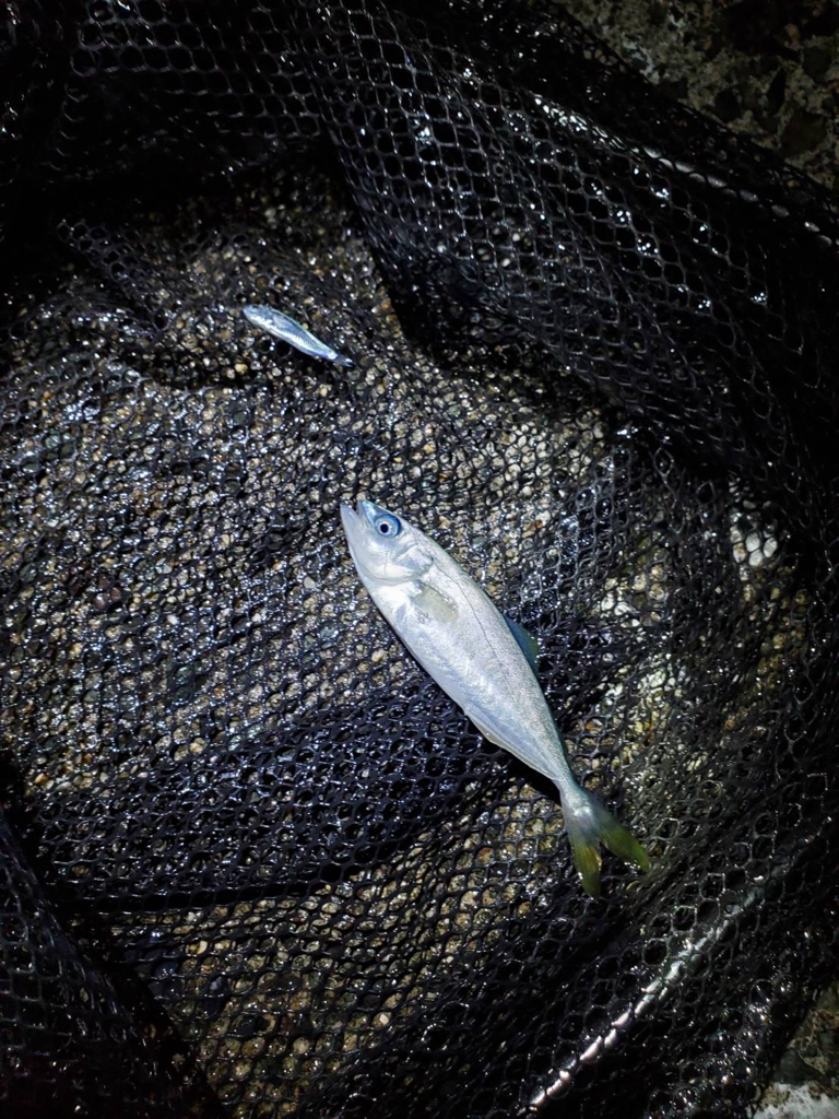 釣れてよかったー！