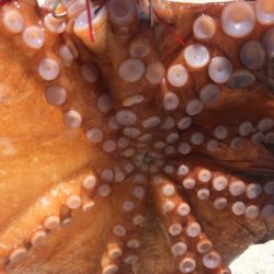 【タコフィネス】キロアップ＆タコエギロストゼロで連続74杯