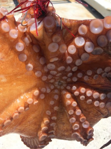 【タコフィネス】キロアップ＆タコエギロストゼロで連続74杯