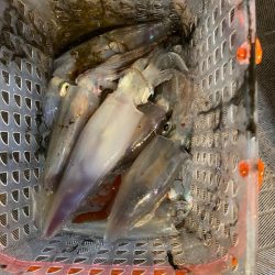 和歌山イカメタル