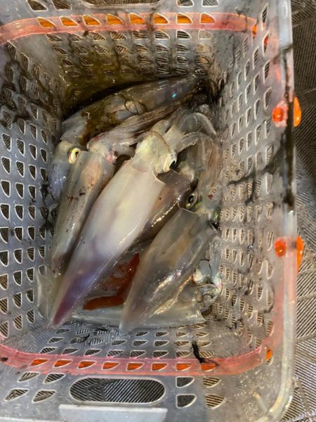 和歌山イカメタル