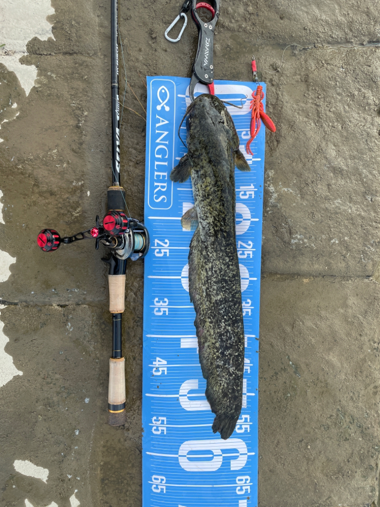 夕方にサイトナマズ