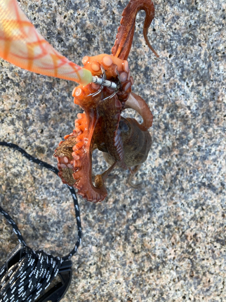 サヨリのちタコ