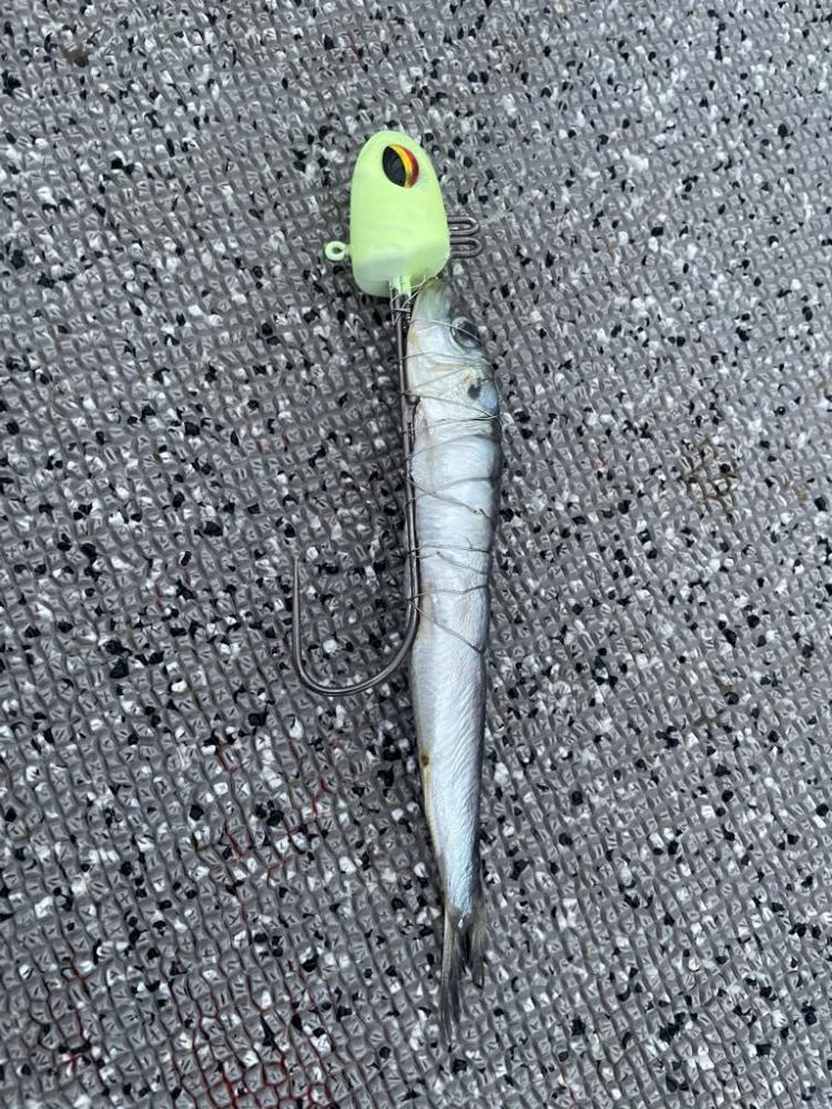 タチウオジギング