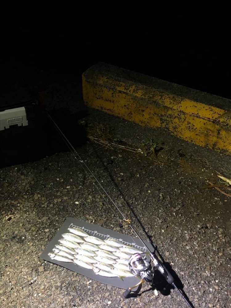 豆アジ減ってきた⁉️