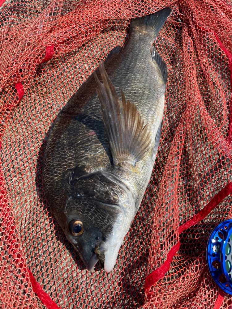 今日もヘチ釣り調査