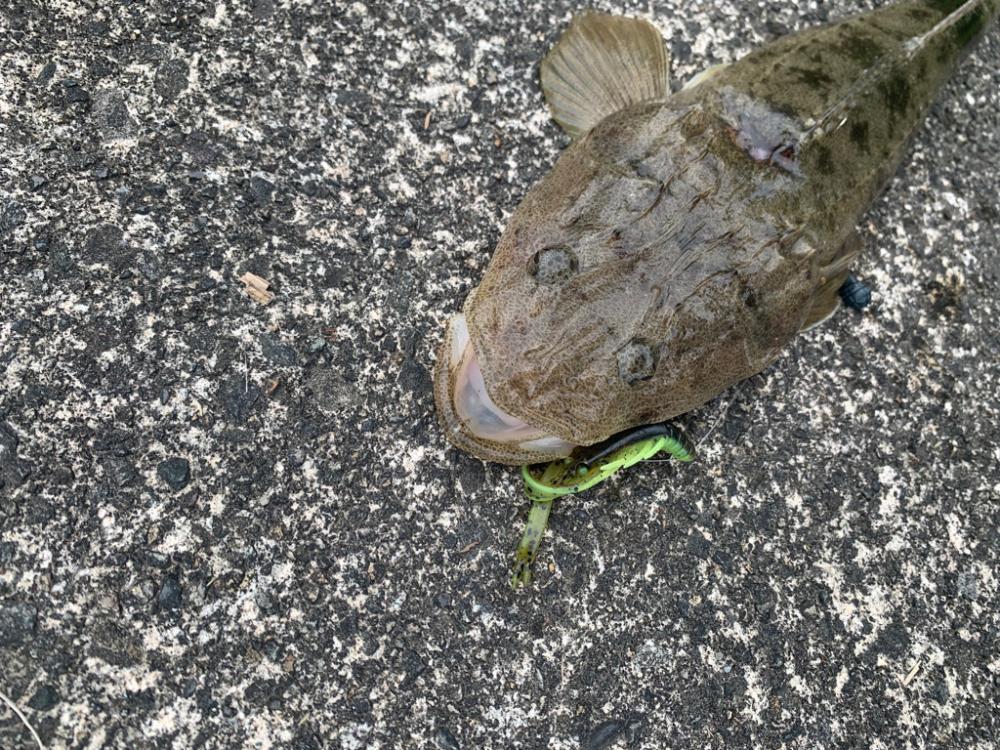 チヌにマゴチ！シーズンインのお知らせ？