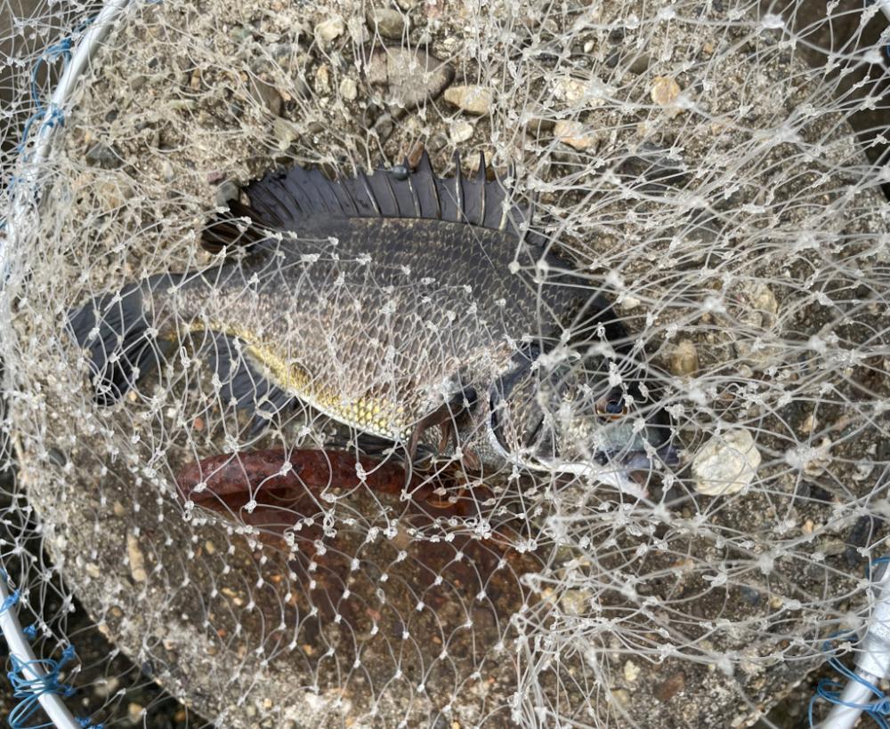 雨の中タコとチヌ