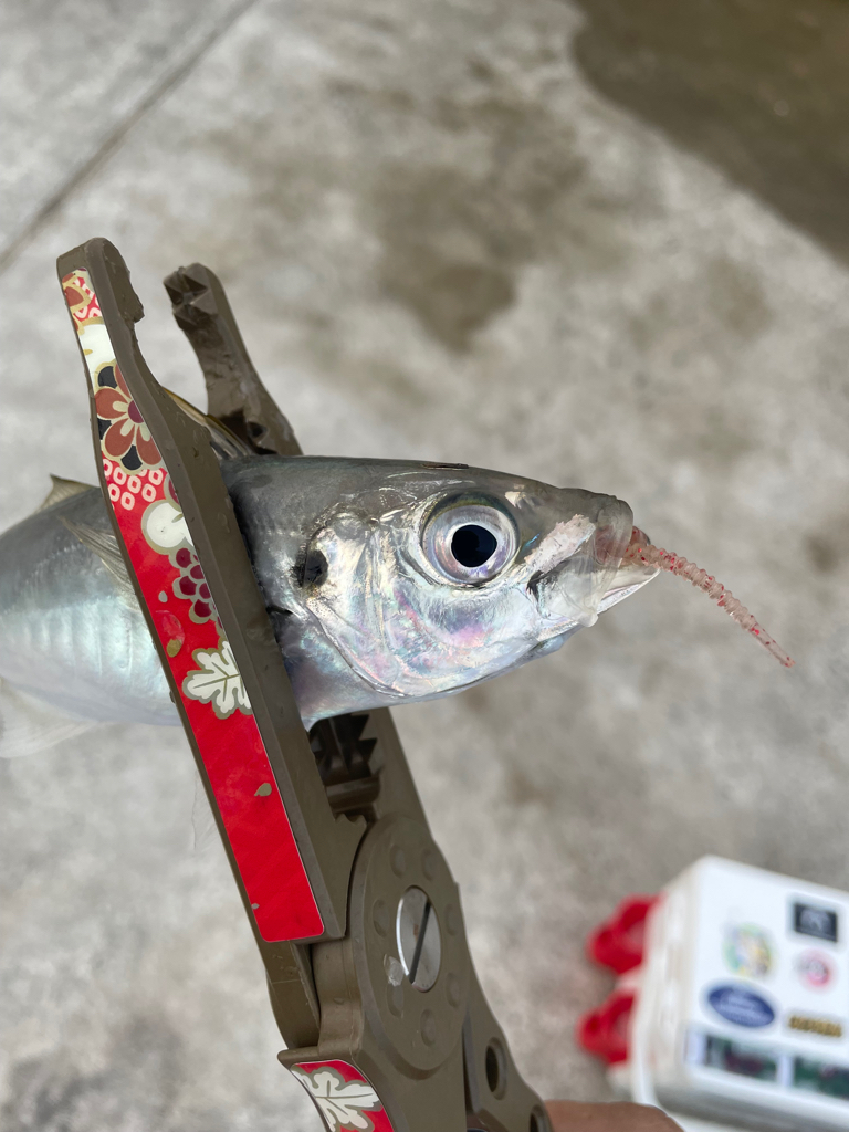 リハビリアジング