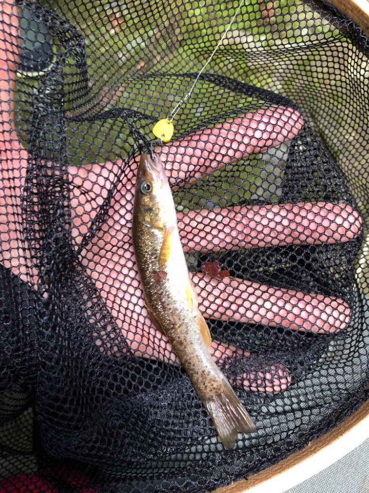 チャビング流行らせ隊