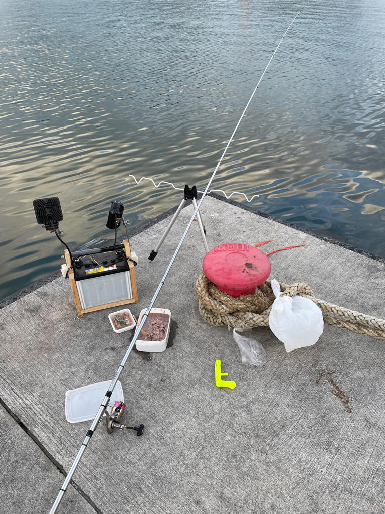 アジは定時にやってくる