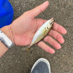 タケノコメバル、チーバス、アジ