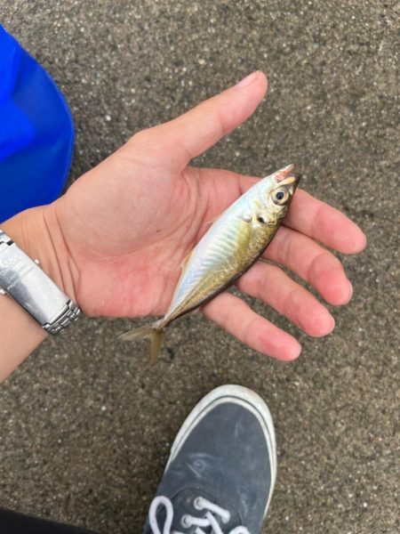 タケノコメバル、チーバス、アジ